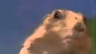 Dramatic Chipmunk [Orginal]