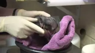 Denver Zoo Celebrates birth of a rare aye-aye