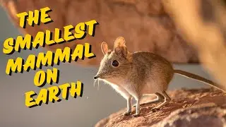 Elephant Shrew Facts | The Smallest Mammal
