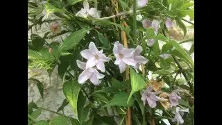 Jasmin stephanois  'Jasminum Stephanense' Petite fleurs rose tendre et grand parfum attirant