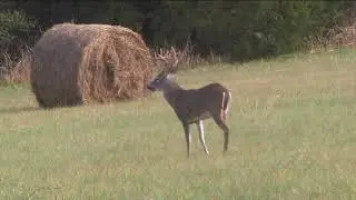 Aging Bucks on the Hoof: The NOT So Exact Science