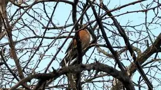 #Robin, vocal — mid #January2026
