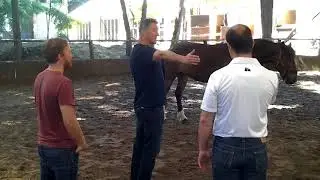 L'Equicoaching pour mieux se d&eacute;couvrir