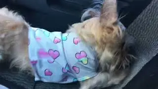 Poppy&rsquo;s Shenanigans