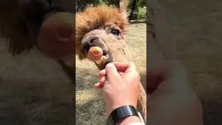 Alpaca taking carrot with force - SLO-MO - 4K #shorts #alpaca