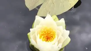 Surprising Natural Beauty at Pokemon Go Fest Dortmund 2019