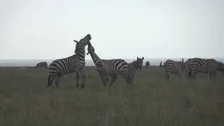 Zebra Fighting at Serengeti