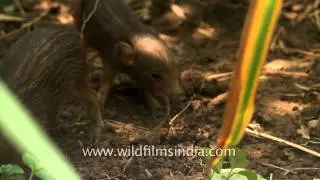 Porcula salvania or Pygmy Hog in India