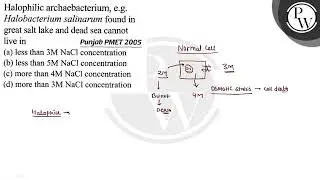 Halophilic archaebacterium, e.g. Halobacterium salinarum found in \...