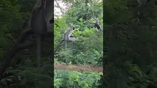 Happy orphaned monkey enjoying playing in the trees