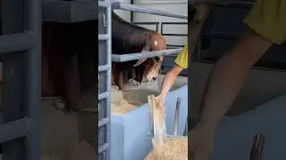 The shepherd is very nicely feeding the bull grain food#bulls #eating #cattlefarm #fyp #shorts