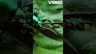 The Beetle That Shoots Fire?! 😱🔥 #Shorts #Science