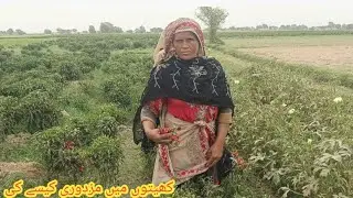 Kheton mein Lal Mirchi chunkar majduri ki | Pakistani vlog | Aliza village family