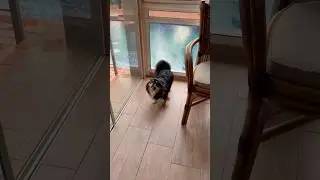 Lulu Chihuahua dog song #puppy #animals ##funny #gato #cat #cats #love #shorts #wwe #fyp #cute #dogs
