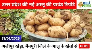 31/01/2026 : उत्तर प्रदेश की नई आलू की ग्राउंड रिपोर्ट| Ground Report of Potatos in UP- India Potato