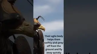 Fun falcon facts #falcons #facts #funfacts #animals #facts #edit #birds #cool