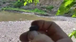 Arrowheads and mulberries
