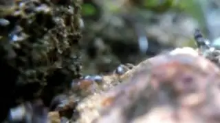 Antz @ Kanneliya Rain Forest SriLanka | Mobile + micro lens video