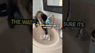 Watch till the end! From Tiny Monkey to Cleaning Pro!  #funny #monkey #cleaning #cute #parody