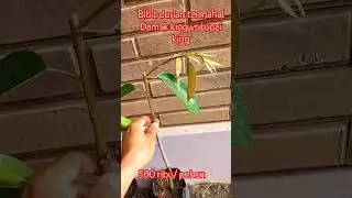 tupai king vs damak king #buah #fruit #tupaiking#damakking