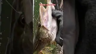#fishingvideo #fishing #fishinglife #bestfishingtechniques #fishinglife #fishingidea #fishingchannel