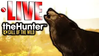 Hunting Wolves for Multimounts! LIVE