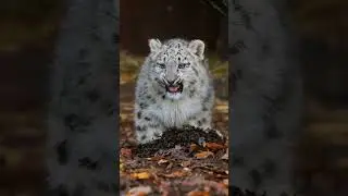 snow leopard , Big cat#leopard #big cat