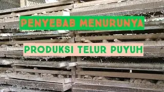 causes of decreased quail egg production / Quail Farm | Penyebab Menurunya Produksi Telur Puyuh