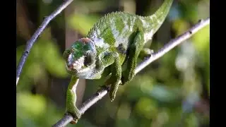 West Usambara two-horned chameleon (Kinyongia multituberculata)
