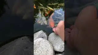 Карп кои. Конец сезона