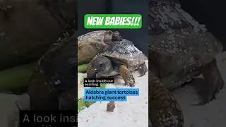 Baby Aldabra giant #tortoises hatch w/ the help of #research | #babyanimals #tortoise #conservations