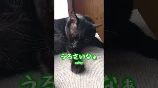 黒猫｜毛繕いに夢中な猫