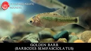 Barbodes semifasciolatus THE SENSIBLE Golden Barb. (Leopard Aquatic U030A)