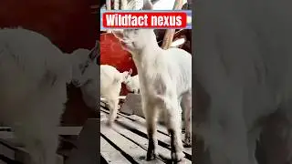 Heartwarming Animal Rescues: Inspiring Stories of Love and Compassion! #Shorts #white #horse #rescue