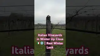 Італійські виноградники взимку зблизька 🇮🇹❄️ | ПІДПИШИСЬ Реальний вигляд