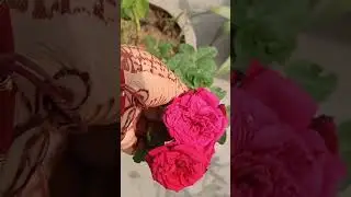 ,🌹🌹🌹🌹💐💐#jmdvlogs #minivlog