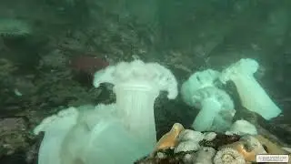 Giant Plumose Anemones | Vancouver Island | Underwater 4K | Snorkelling | 24 01 2026
