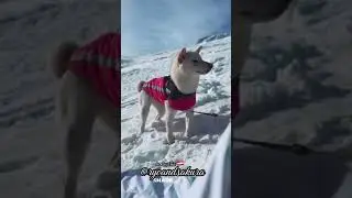 Sakura, the Shiba Inu Snow Queen, Takes on Winter with Her Unmatched Cuteness! ❄️👑🐶 #snowfun