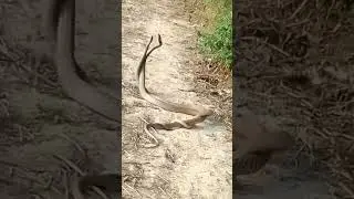 nag ❤️🐍nagin ka# Joda short# video# viral WhatsApp #status 🐍