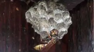 Northern Paper Wasp (Vespidae: Polistes fuscatus) Female on Comb