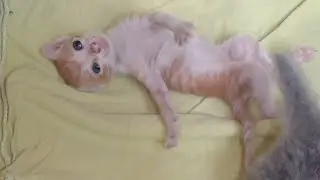 Orphan Kitten Trying Hard To Start Walking He Loves To Stretch Himself