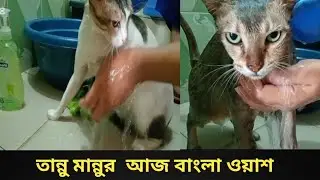 তান্নু মান্নুর আজ বাংলা ওয়াশ। Tannu-mannu-daily-vlogs