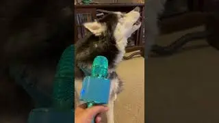 Singing His Husky Song