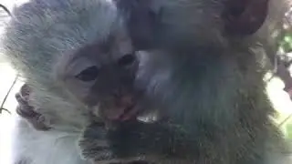 Vervet Monkey Licks Clean Another Monkey's Face - 1077869