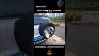 This Dog Travels in a Tire Home on the Car! 😍 #pethome #travel