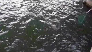 pèche au Barcarès