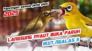Terapi Pleci Agar Buka Paruh - Semua Jenis Pleci pasti Ikut Bunyi Ngalas Nembak