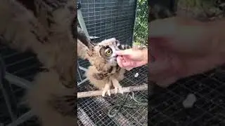 OUR EURASIAN EAGLE OWL