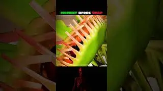 😨⚠️ This Plant Hunts 😨⚠️