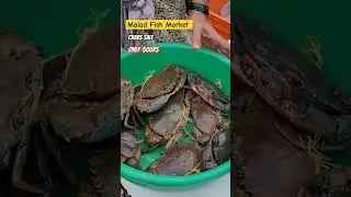 Malad fish market! crab at wholesale rate #fishing #crabs #crabfarming #shorts